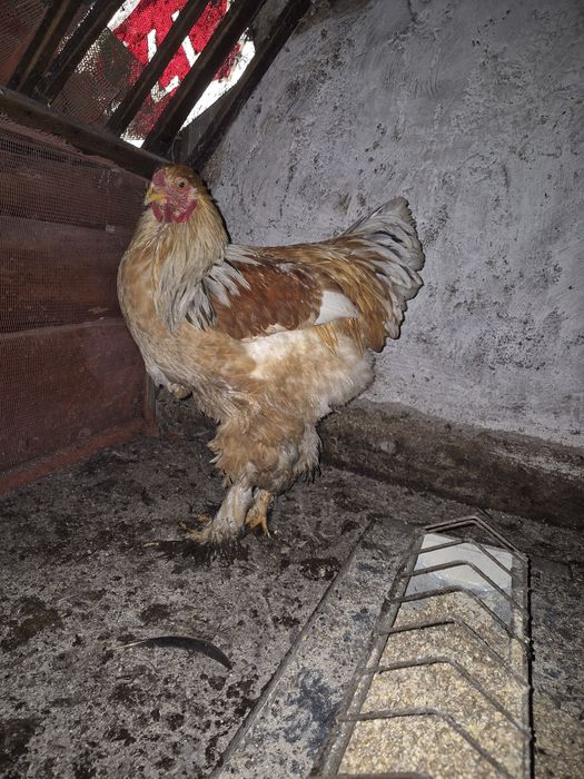 Vand cocosi tineret(6 luni) brahma columbia lemon, australorp