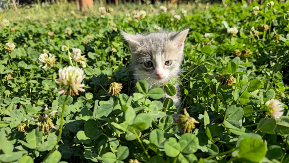 отдам котят в добрые руки
