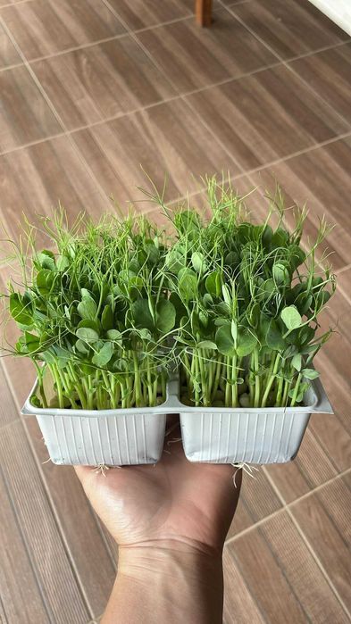 Microplante proaspete (vlăstari) - Livrare gratuita in TG-Mures!
