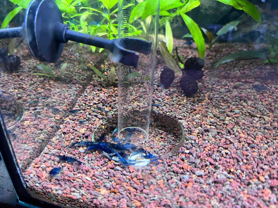 20 + 8 bonus Neocaridina Red Sakura grade creveti, Conuri de arin