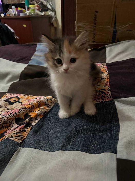 Отдам котенка девочки