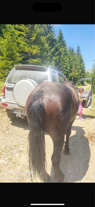 Cârlan de 3 ani invatat la caruta