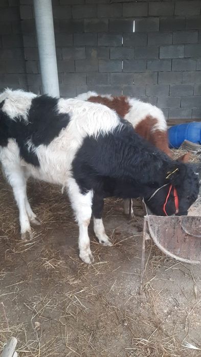 ТАНА жасынан асқан