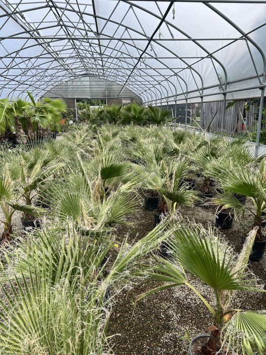 Palmier Washingtonia