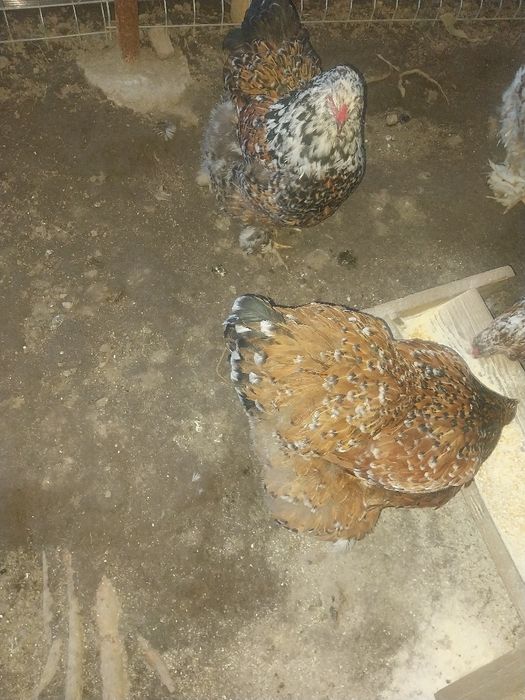 2 cocosi si 4 gaini brahma portelan...locatia Pitesti...