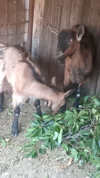 Țap si iada de vânzare amândoi sunt fără coarne din rasa alpin francez