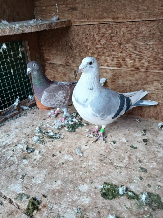 Porumbei de vânzare