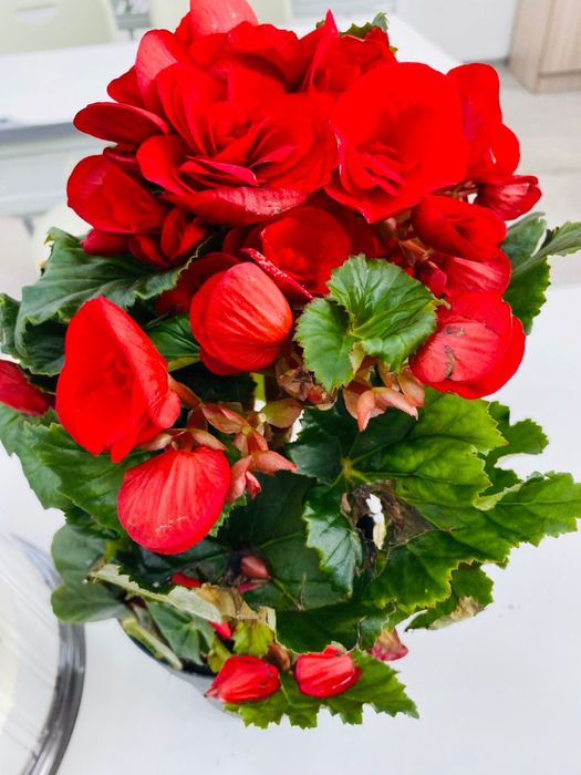 Цветы на горшочке