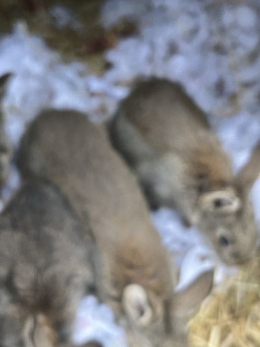 Iepuri micuti de rasa pret 40 de lei