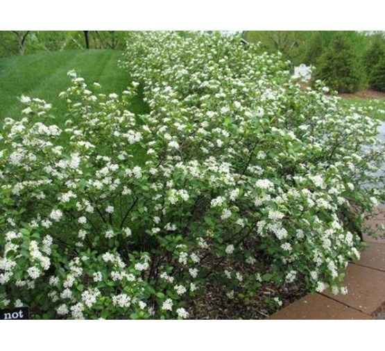 Арония „Викинг“ ново