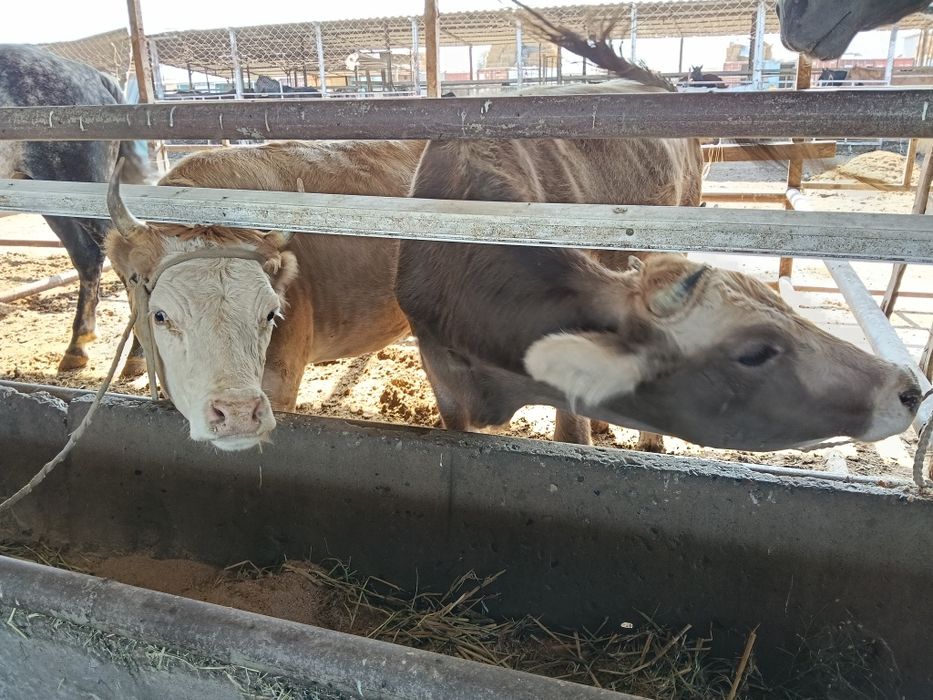 Кунажын дөнежін семіз