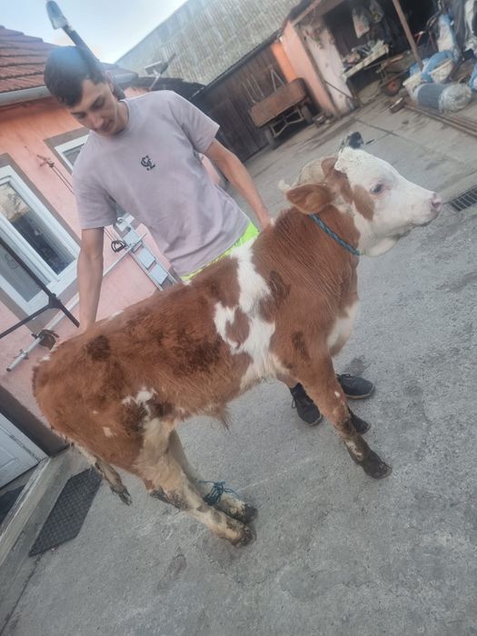 Vand tauras de 2 luni