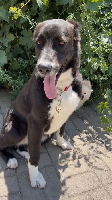 Собака для семьи и охраны