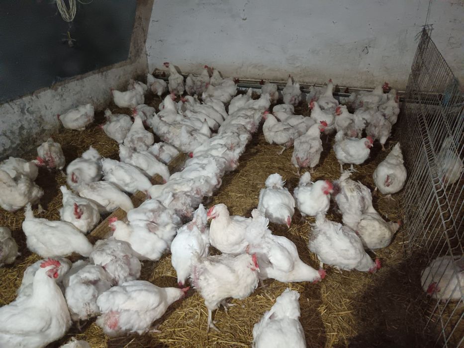 Găini albe de carne 4-4,5 kg