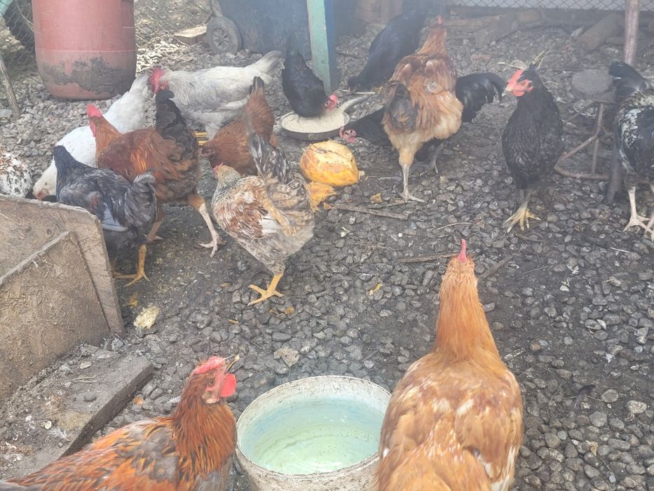 Cocoși diferite rase