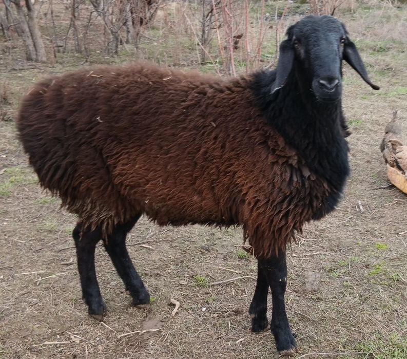 Ұрықтық қошқар сатылады