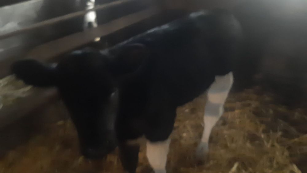 Vând vitica detalii nr tel