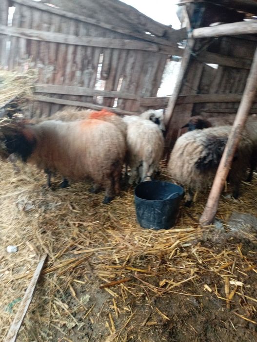 Vând oi sterpe de tăiat