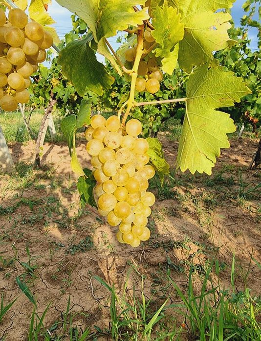 Struguri pentru vin Muscat Ottonel
