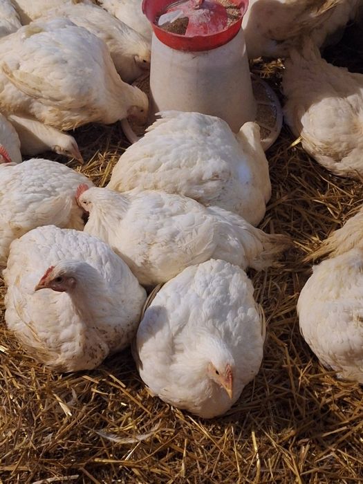 Puicuțe kabir și pui albi de carne