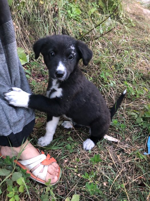 Catei gasiti pentru adoptie in Crevedia Buftea