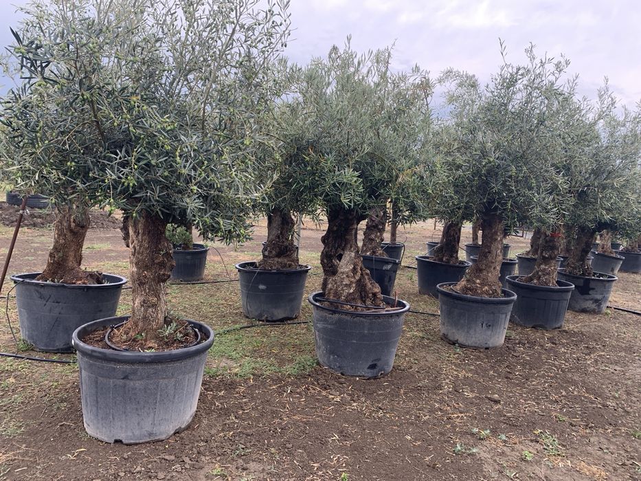 Maslin Secular la ghiveci