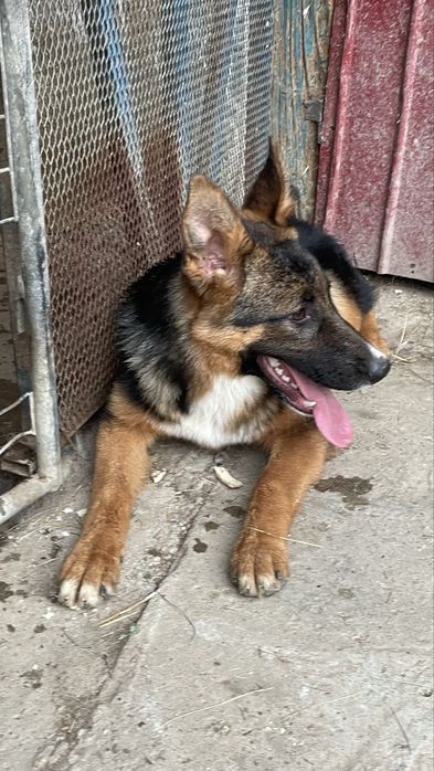 Pui Ciobănesc German