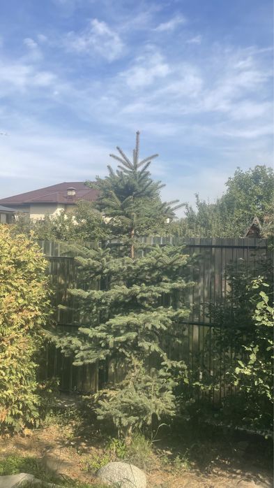 Елки, туи, кустарники