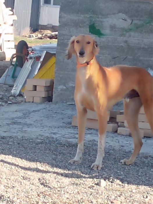 продам или обмен щенят тазы