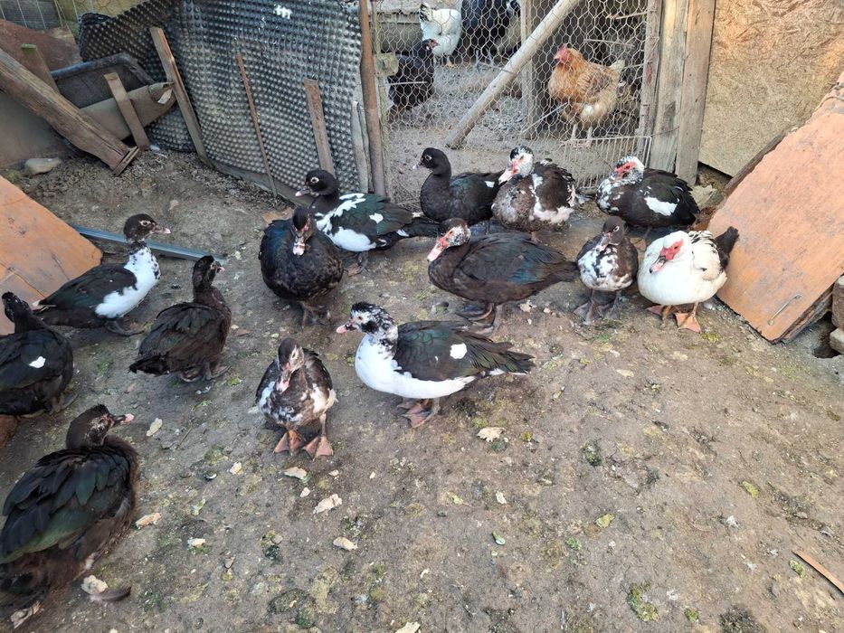 De vanzare Rațe leșești