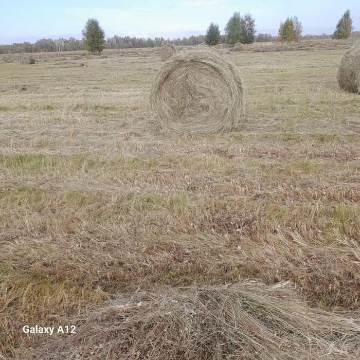 Продам сено 5000 тысяч