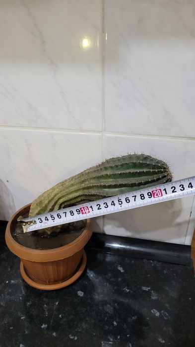 Кактус большой..