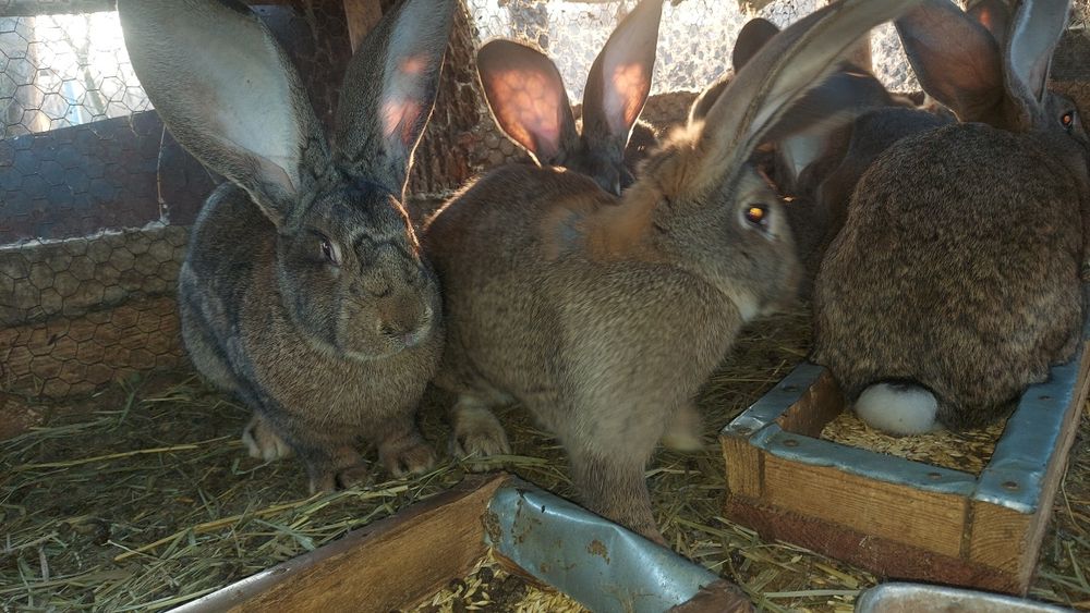 Vând femele  urias  german