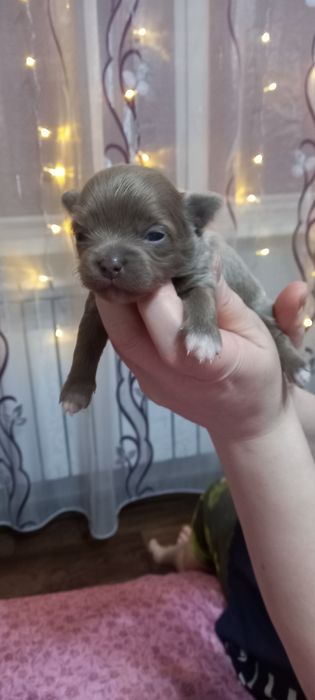 Щенки   чихуахуа