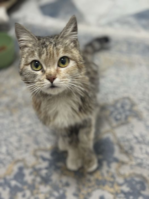 Ищем семью для котенка