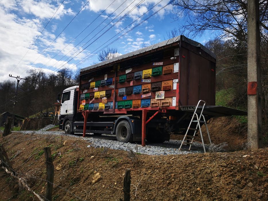 Vând MAN TGA apicol omologat BDF