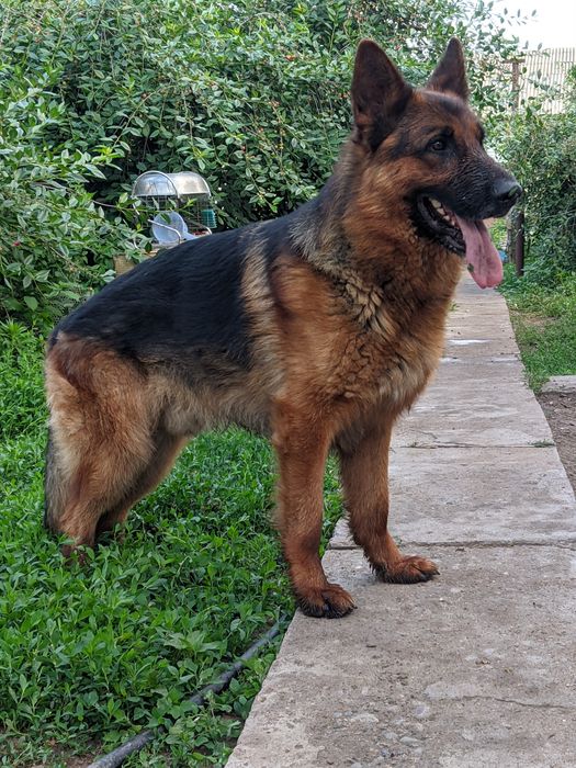 Ищем невесту Немецкой овчарки!