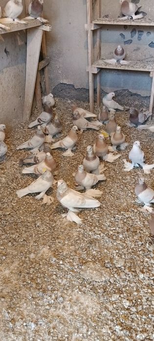 Продам голубей игровых