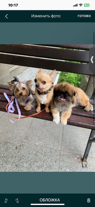 Передержка собачек за 3 тыс тг