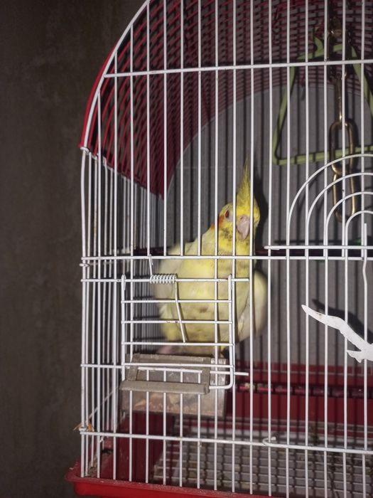 Папугай корелла сотилади