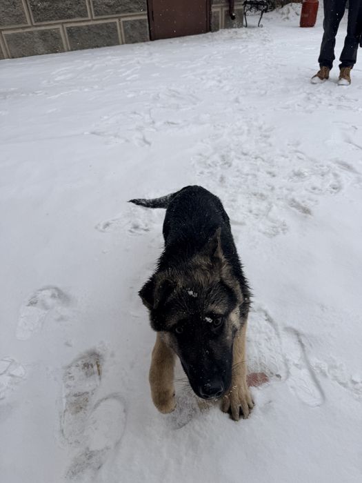 Продам щенка ВЕО