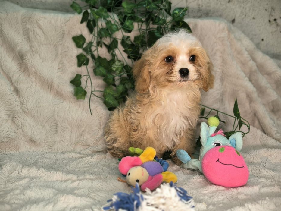 Vand baietel Cavapoo crem F1