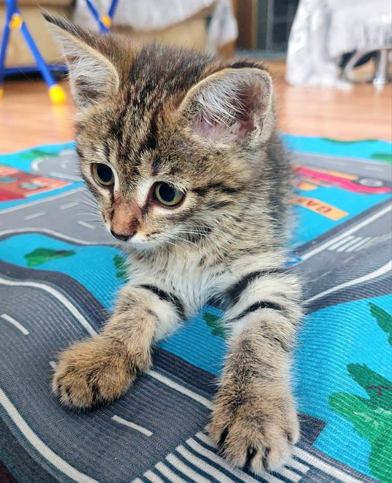 Котёнок табби крыселов
