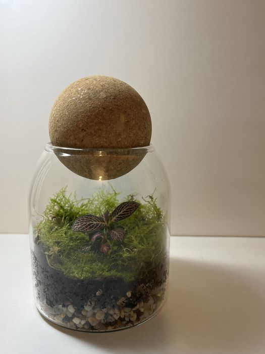 Флорариум с фиттонией