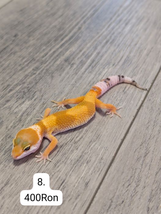 Soparla Gecko Leopard