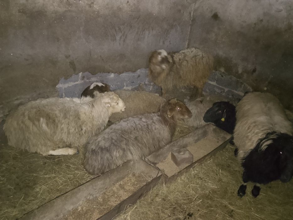 Буаз койлар сатылады