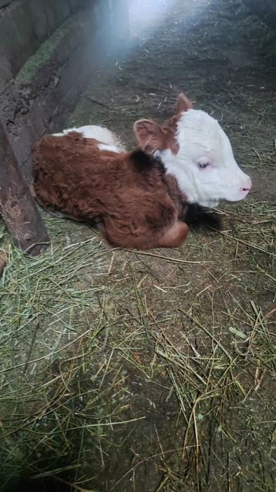 Телочка телочка  белоголовая