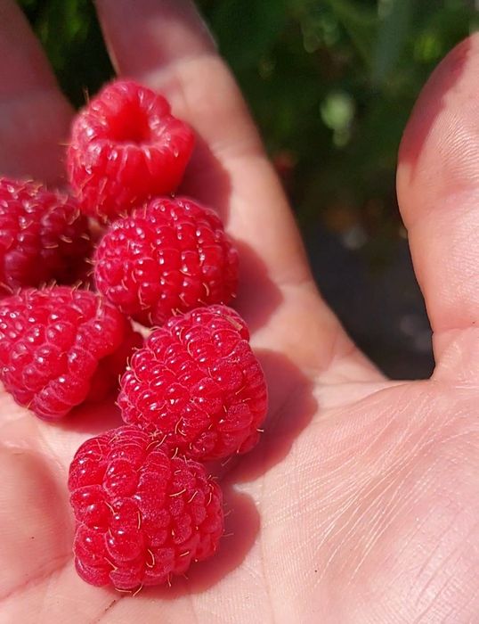 Саженцы малины от 20шт в пучке 200тг корень