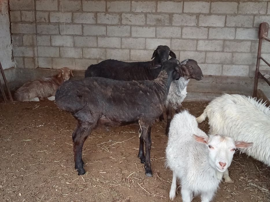 Кошкарлар сатылады