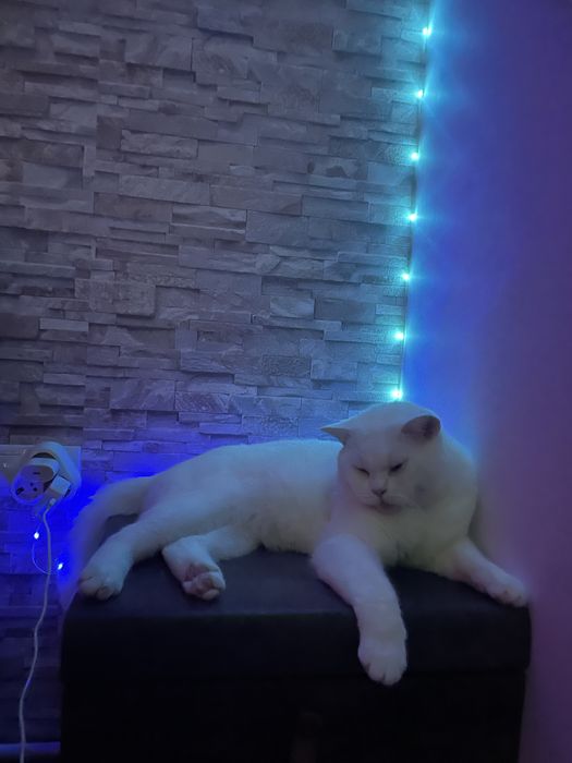 De vanzare motan british